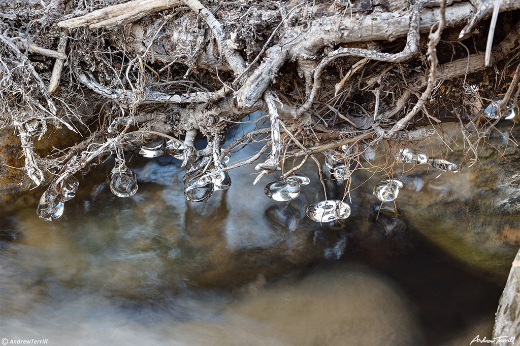 ice beads and jewels on roots beside river