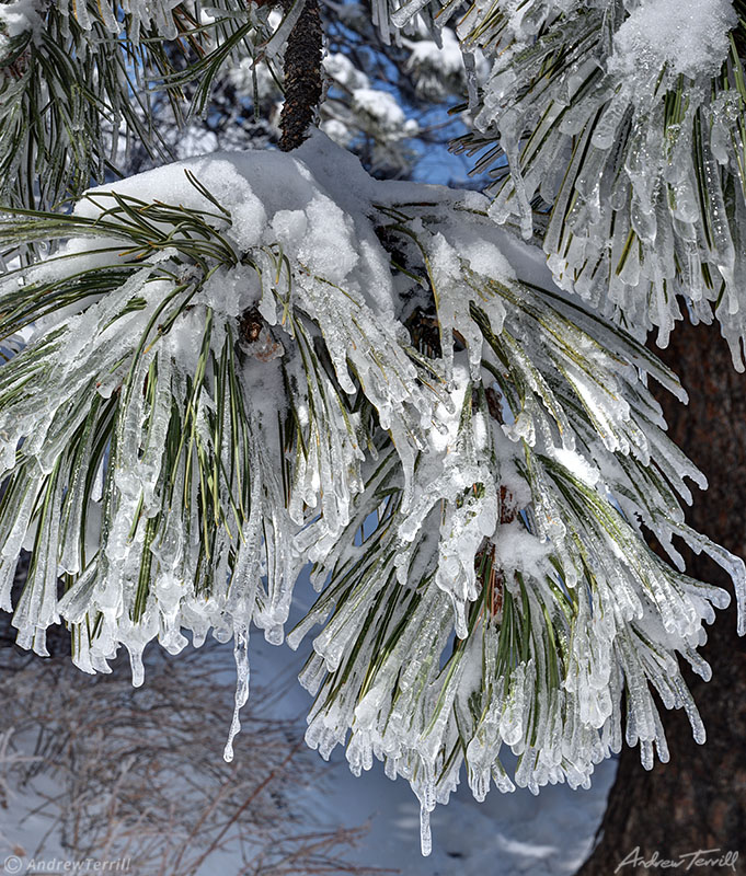 ice icicles and snow on ponderosa tree needles colorado april 2021