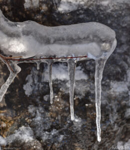 ice on twig and icicles during winter 2021 golden front range colorado