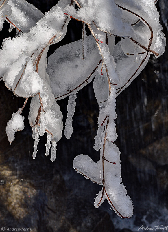 ice on twigs near waterfall in colorado