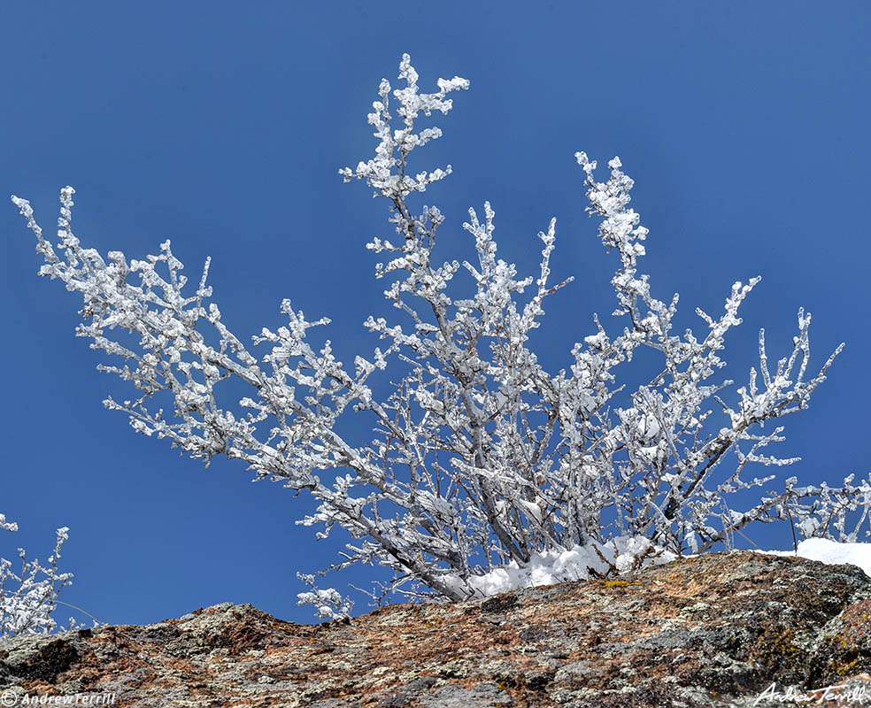 mountain mahogany encased in ice colorado april 2021