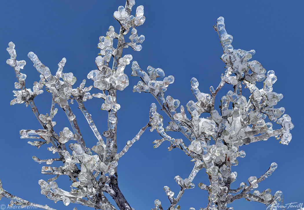 mountain mahogany twigs encased in ice colorado april 2021