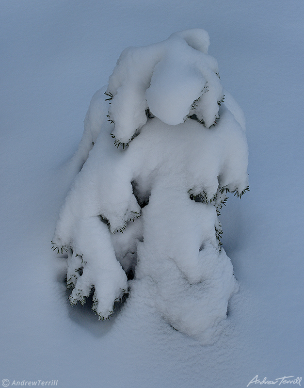 small pine tree covered in snow