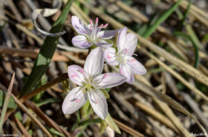 spring flowers colorado front range april 2021