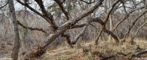 twisted scrub oak in colorado in april