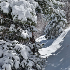 unbroken trail in snow leading into trees colorado winter