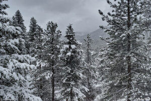 winter in golden gate canyon state park colorado