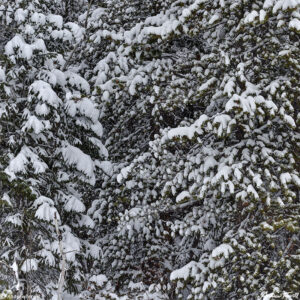 winter pine trees snow colorado