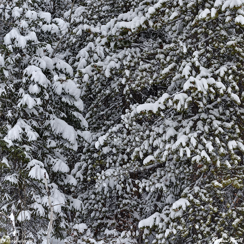 winter pine trees snow colorado