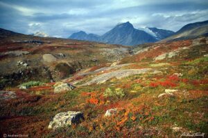 norway arctic mountains in autumn tundra gold