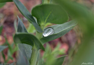 bead of rain water droplet on leaf