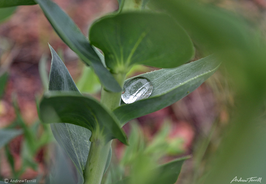 bead of rain water droplet on leaf