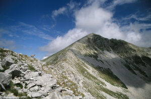 chamois on la meta ridge abruzzo national park apennines italy