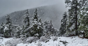 colorado forest in snow and fog may 2021