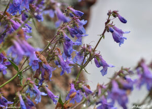 flowers in the rain colorado front range