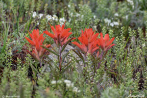 indian paint brush and wildflower meadow front range colorado in spring