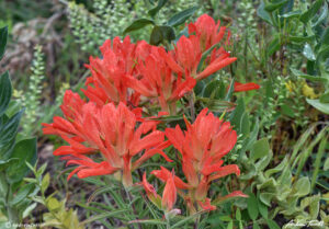 indian paintbrush and lush plants with beads of moisture