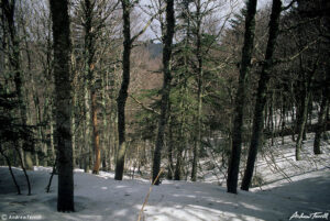 mountains forests and snow in the aspromonte calabria italy May 3 1997