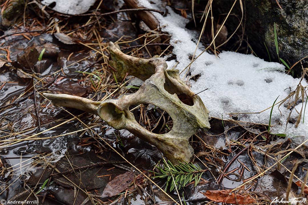 old mule deer skull on forest floor with snow and puddle colorado wilderness