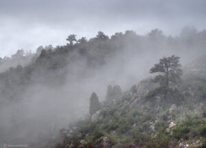 pine trees and drifting fog on Mount Galbriath Golden Colorado May 2021