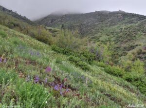 spring wildflower meadow on mount galbraith golden colorado