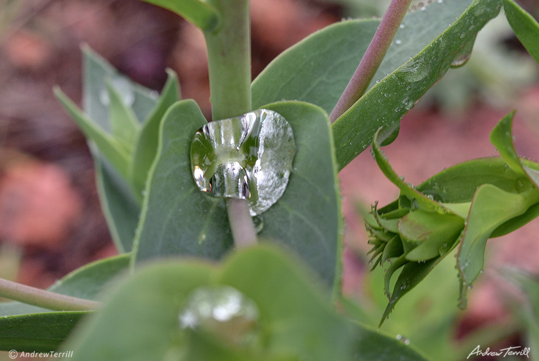 water droplet and bead of moisture caught in leaf