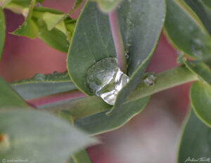 water droplet bead of moisture caught in leaf