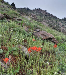 wildflowers and indian paintbrush on Mount Galbriath Golden Colorado