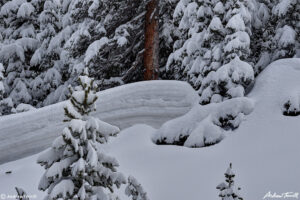 snow drift and snow covered pine trees may colorado 2021