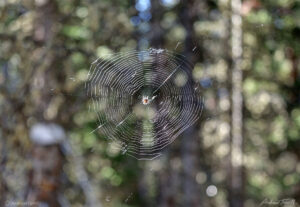 spiders web in forest