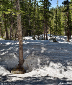 deep snowpack in the forest colorado