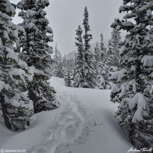 footsteps trail in snow through forest in cold snowy weather