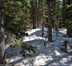 deep spring snowpack in forest colorado june