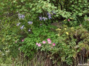 columbine and roses in wild colorado forest