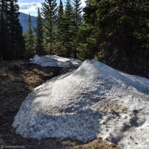 old snow drift in forest spring in the rockies colorado