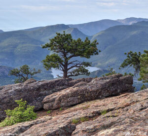 pine colorado in front range foothills