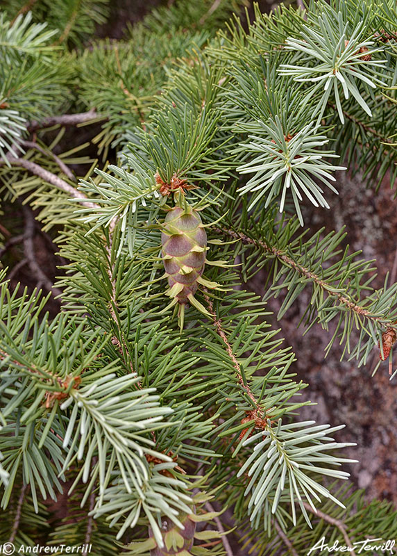 pine needles and pine cones in spring