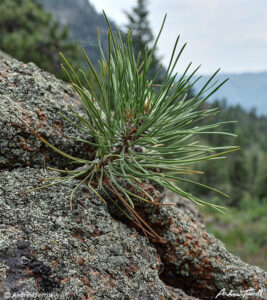 ponderosa pine sapling growing from rock