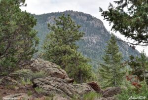 wild colorado foothills june 2021