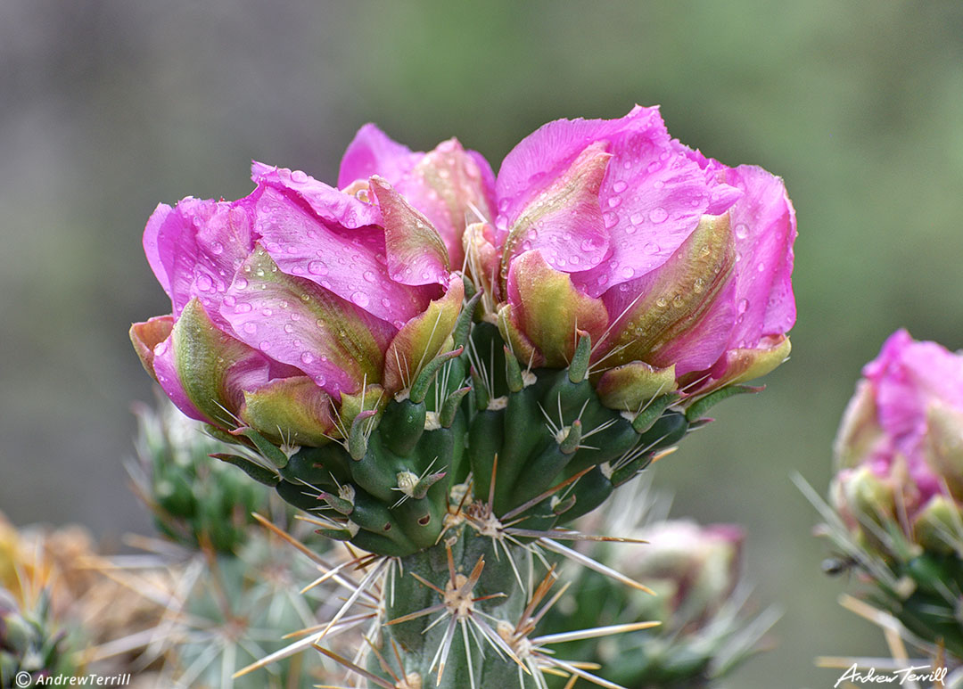 cholla flower after rain colorado