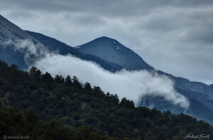 cloud horse in forest colorado