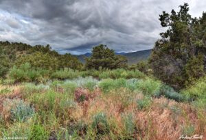 forest beneath the sangre di cristos june 2021