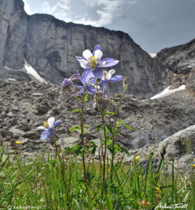 columbine in colorado beneath cliffs