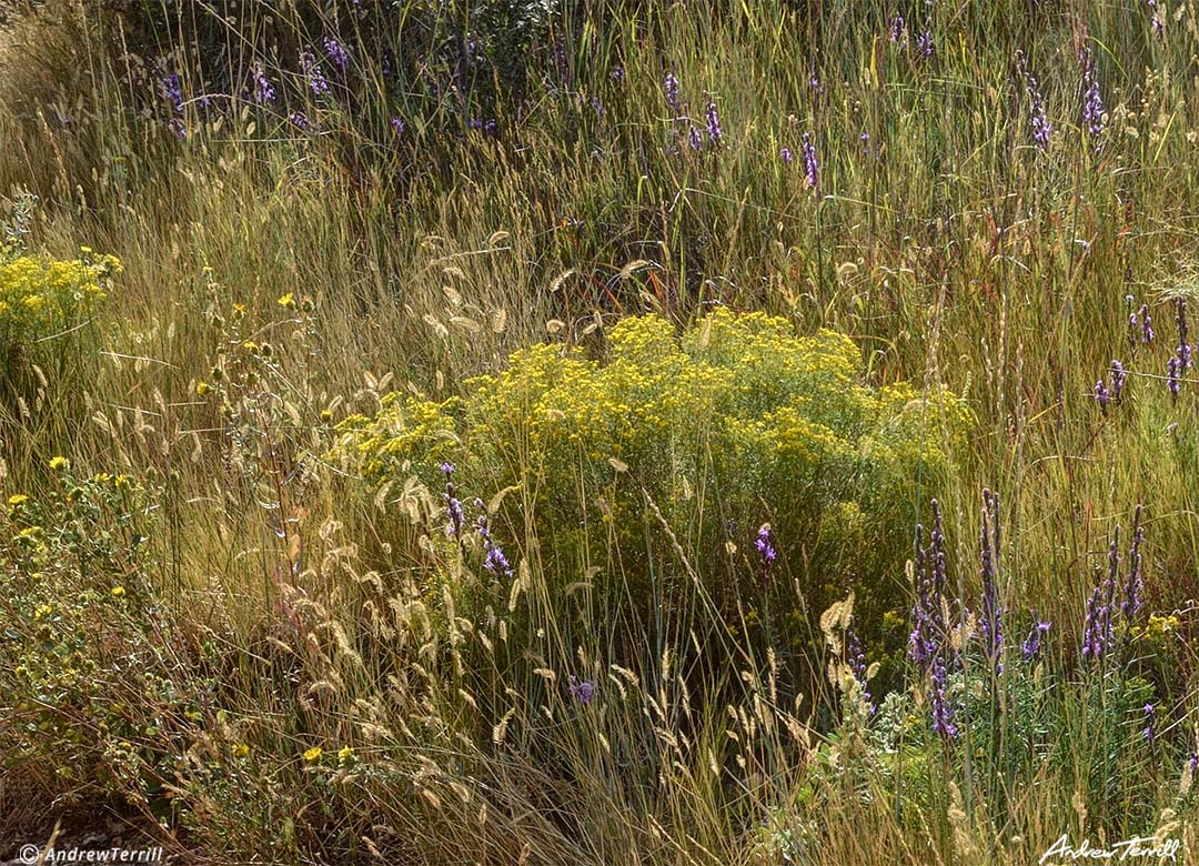 colorado front range late summer meadow golden colorado