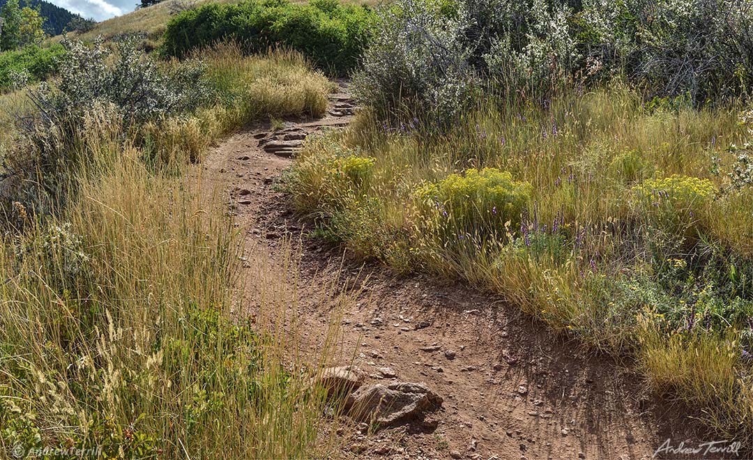 colorado front range trail late summer meadow