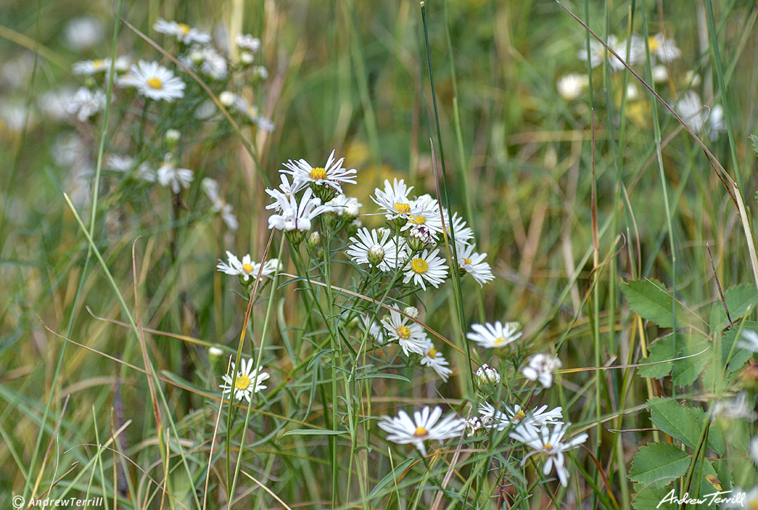 daisies in meadow colorado late summer