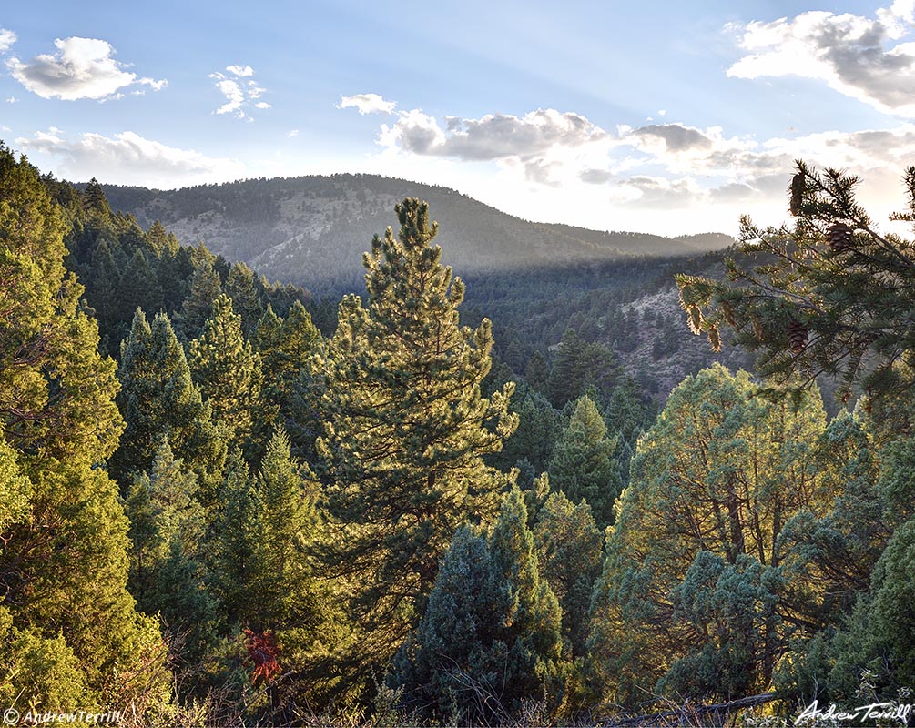 evening light in colorado foothills