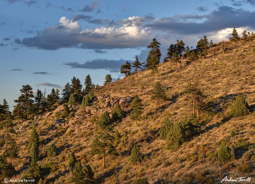 evening light on mountain slope with pine trees colorado front range foothills