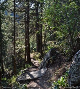 forest path colorado front range golden