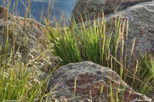 grass and rocks colorado front range foothills august 2021